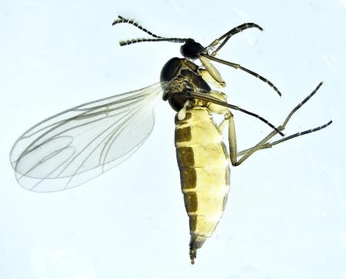 Bradysia sp.